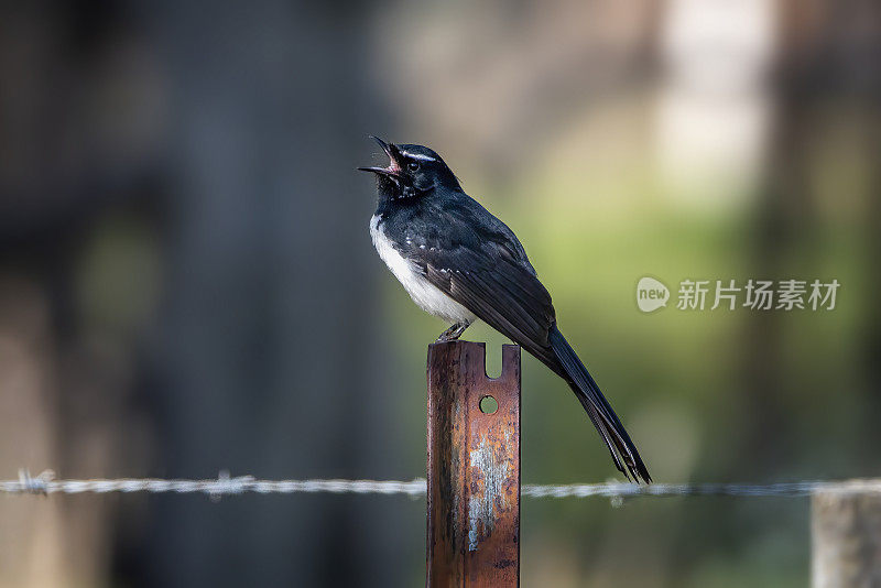 威利鹡鸰（Rhipidura Leucophrys）